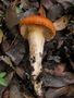 Hygrophorus leporinus